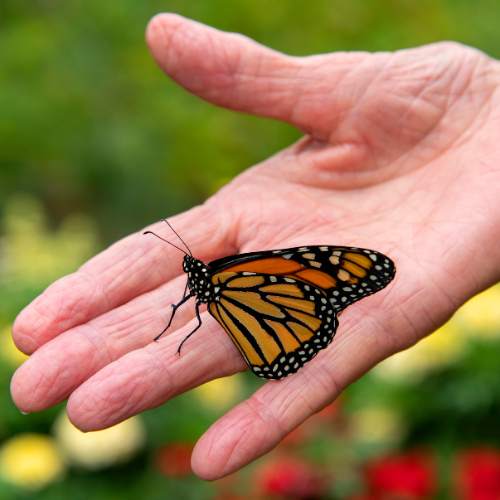 Butterfly on hand like a fragile dream