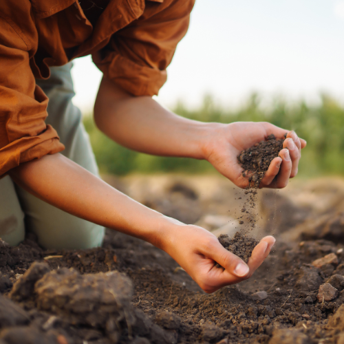 hands holding dirt